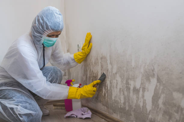 Why You Should Choose Our Mold Remediation Services in Monte Vista, CO